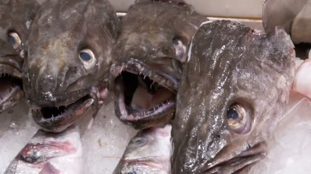 Pescado depredador fresco con una boca abierta se encuentra en el hielo en el mostrador de una tienda de peces — Vídeos de Stock