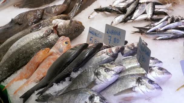 Vitrine avec des fruits de mer dans la glace au marché aux poissons La Boqueria. Barcelone. Espagne — Video