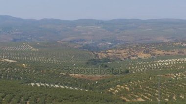 İspanya'nın çöl zeytin alanlarında görünümünü manzara