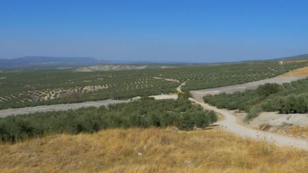 Panoramiczny widok na pola oliwek na pustyni w Hiszpanii — Wideo stockowe