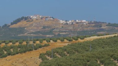 İspanya'nın çöl zeytin alanlarında görünümünü manzara