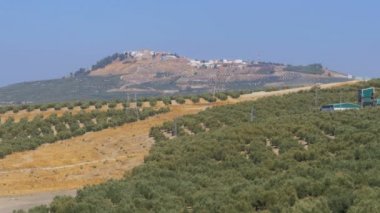 İspanya'nın çöl zeytin alanlarında görünümünü manzara