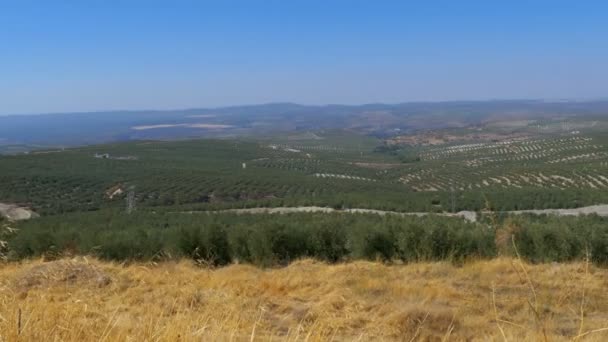 Πανοραμική άποψη ελιάς πεδία στην έρημο της Ισπανίας — Αρχείο Βίντεο