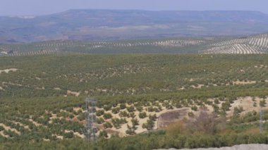 İspanya'nın çöl zeytin alanlarında görünümünü manzara