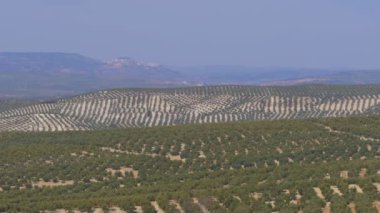 İspanya'nın çöl zeytin alanlarında görünümünü manzara