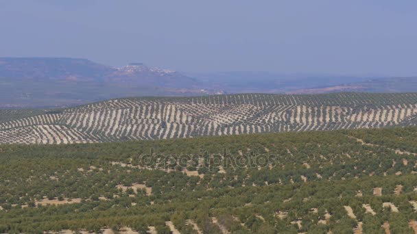 Vista panorâmica dos Campos de Azeitonas no Deserto de Espanha — Vídeo de Stock