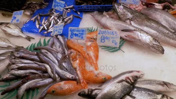 Räknare med skaldjur i La Boqueria fiskmarknad. Barcelona. Spanien. — Stockvideo