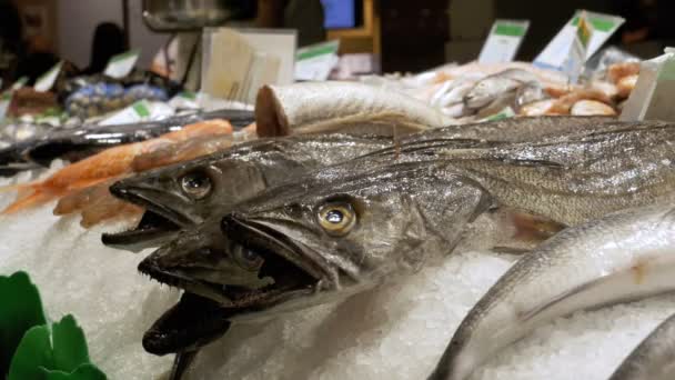 Poissons prédateurs frais à bouche ouverte gît dans la glace sur le comptoir d'une poissonnerie — Video