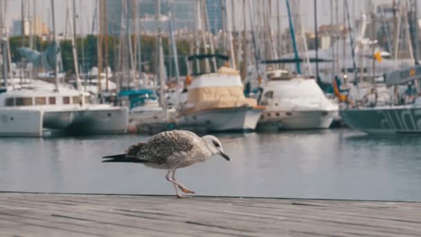 背景にはボートやヨットにおけるランブラ デル マールは、バルセロナのカモメ — ストック動画