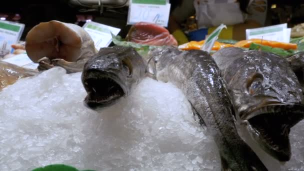 Pescado depredador fresco con una boca abierta se encuentra en el hielo en el mostrador de una tienda de peces — Vídeo de stock