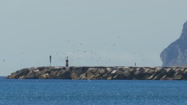 O homem vai para o farol, em torno dele voa um rebanho de gaivotas na praia. Gibraltar. Espanha . — Vídeo de Stock