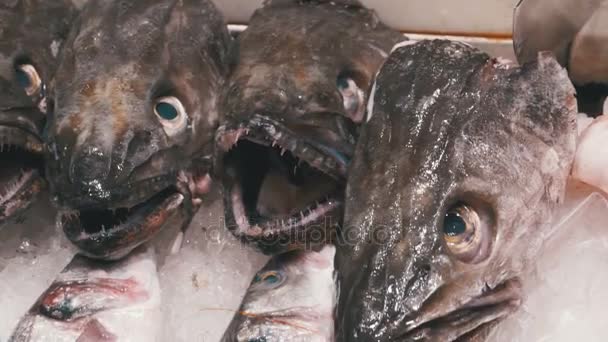 Pescado depredador fresco con una boca abierta se encuentra en el hielo en el mostrador de una tienda de peces — Vídeo de stock