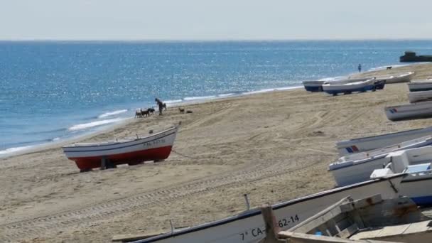 Un hombre jugando con perros cerca del mar. Barcos de pesca en la costa de Gibraltar, España . — Vídeos de Stock