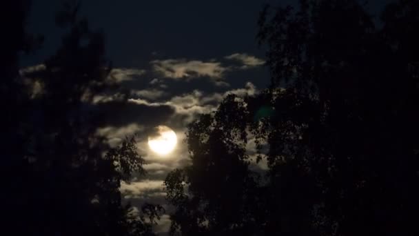 Der Vollmond wandert am Nachthimmel durch dunkle Wolken und Bäume. Zeitraffer — Stockvideo