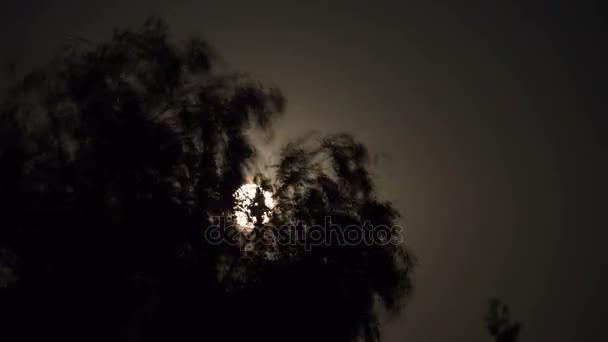 Luna Plină se mișcă pe cerul nopții prin norii întunecați și copaci. TimeLapse — Videoclip de stoc