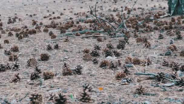 Cones na Floresta do Pinheiro — Vídeo de Stock