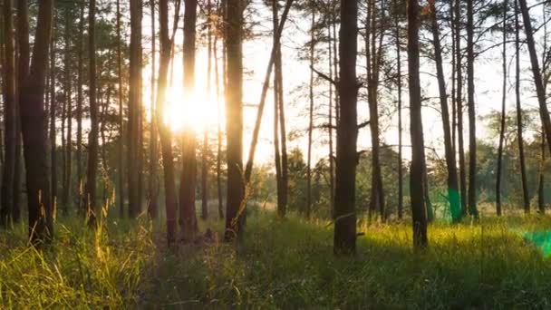 Zonsondergang in het bos door de bomen. Tijdsverloop. — Stockvideo