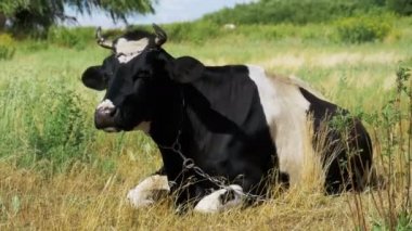 Siyah beyaz inek çayır ve kemikleri çim üzerinde yalan