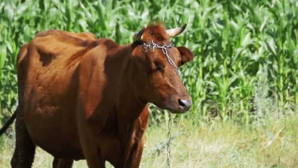 Cow Grazing em um prado perto da aldeia. Movimento lento — Vídeo de Stock
