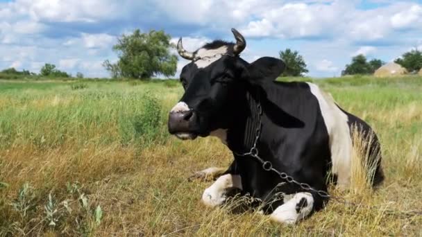 草原と咀嚼の草の上に横たわる白い牛と黒 — ストック動画