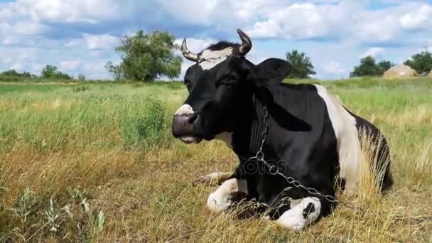 Noir avec vache blanche allongé sur prairie et mâche de l'herbe 