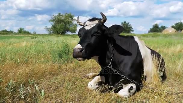 Svart med vit Ko liggande på ängen och tuggar gräs — Stockvideo