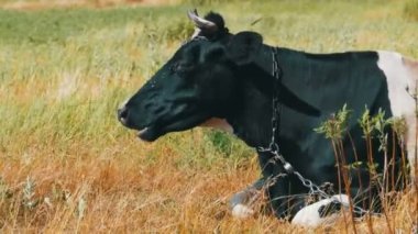 Siyah beyaz inek çayır ve kemikleri çim üzerinde yalan
