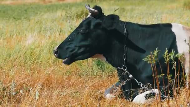 Zwart met witte koe liggen op weide en Chews gras — Stockvideo
