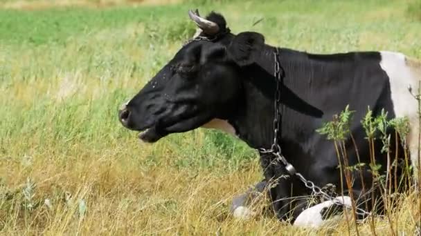 Чорний із білі корови, лежачи на луг і жує трави — стокове відео