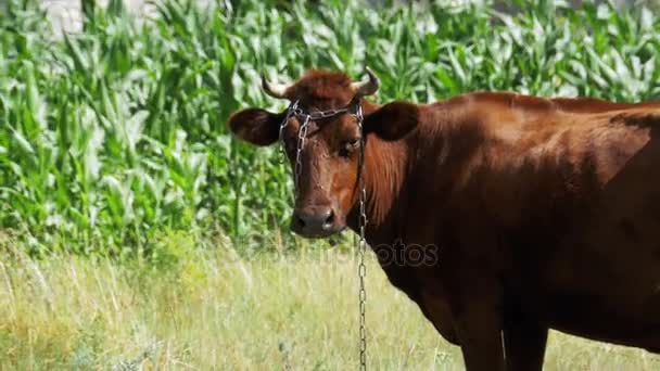 Wypas krów w łące w pobliżu wsi — Wideo stockowe