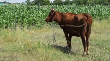 İnek otlatma köyü yakınlarında bir çayırda