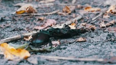 Stag Beetle geyik kırılmış ölü böcek zemin boyunca iter.