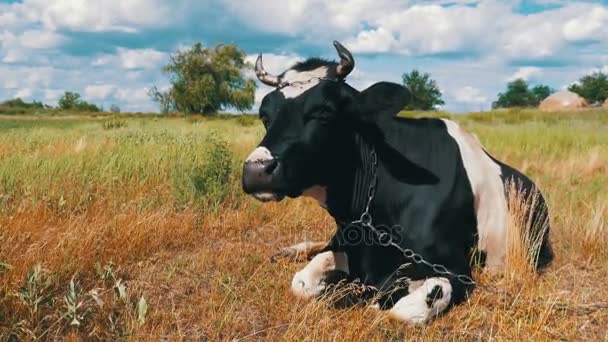 Vaca acostada en el prado y mastica hierba — Vídeos de Stock
