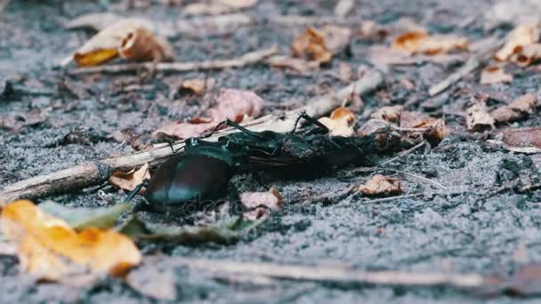 Ciervo ciervo empuja a un escarabajo muerto aplastado a lo largo del suelo — Vídeos de Stock