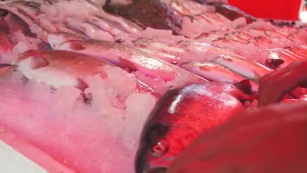 Свіжа морська риба в магазині — стокове відео