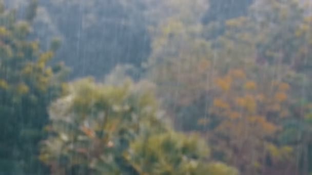 Tempête de pluie tropicale dans la jungle sur fond de forêt verte avec palmier — Video