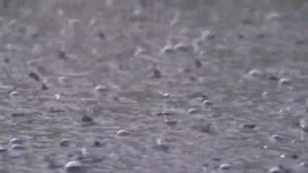 De grandes gouttes de pluie tombent dans une flaque d'eau pendant une tempête de pluie. Gouttes d'eau . — Video