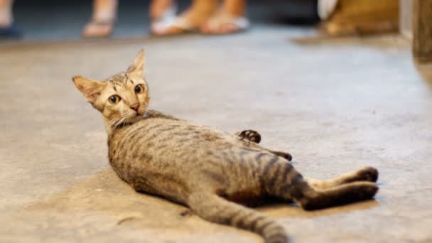 Gato vadio cinza deitado no chão na rua da noite — Vídeo de Stock