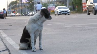 Evsiz Köpek Arabaları ve Motosikletleriyle Şehir Yolunda Oturuyor. Asya, Tayland