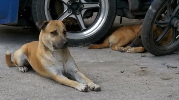 Il cane rosso senzatetto giace sulla strada asfaltata. Thailandia, Pattaya — Video Stock