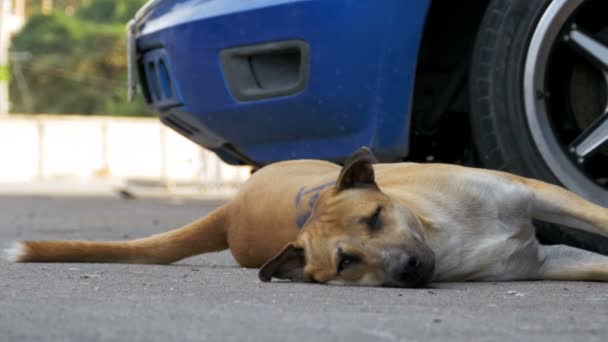 El perro rojo sin hogar yace en el camino de asfalto. Tailandia, Pattaya — Vídeo de stock