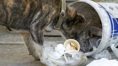 Evsiz, ince ve aç köpek Rummages sokakta çöp kutusu içinde. Asya, Tayland