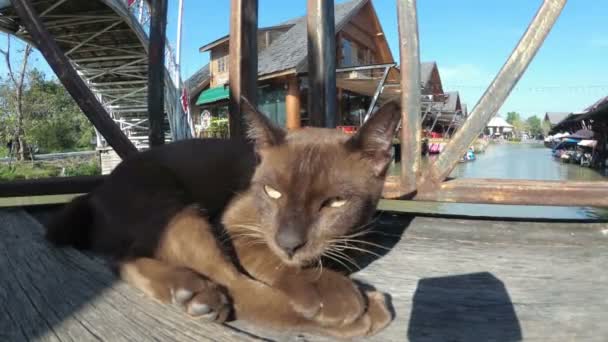 Gato marrón descansando y lamiendo acostado en el muelle de madera en el mercado flotante de Pattaya. Tailandia — Vídeo de stock