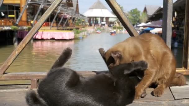 Auf dem schwimmenden Pattaya-Markt spielen zwei Katzen auf einem Holzsteg liegend miteinander. Thailand — Stockvideo