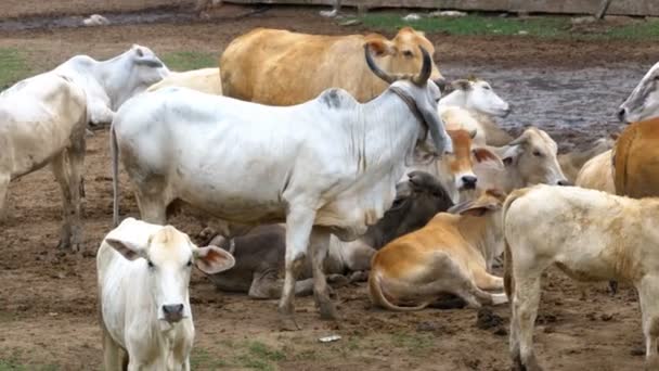 Thai tehéncsorda legel egy mocskos legelőn Ázsiában. Nyílt tehénfarm. Thaiföld. — Stock videók