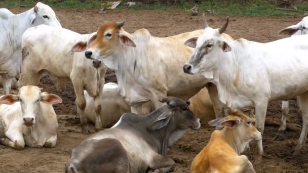 Herd of Thai Cows Grazing on a Dirty Pasture in Asia. Open cow farm field. Thailand. — Stock Video