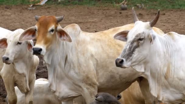 Stado tajskich krów wypasających się na brudnym pastwisku w Azji. Otwarte pole dla krów. Tajlandia. — Wideo stockowe