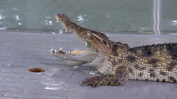 Crocodilo com boca aberta encontra-se na piscina do zoológico. Tailândia — Vídeo de Stock