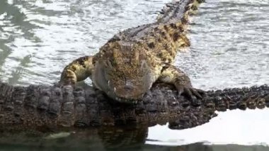 Su üzerinde başka bir Timsah Timsah yatıyor. Tayland