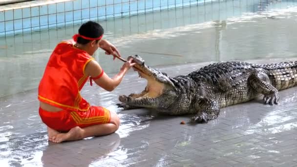 Espectáculo de cocodrilos en la famosa granja de cocodrilos Pattaya. Tailandia. Países Bajos — Vídeos de Stock